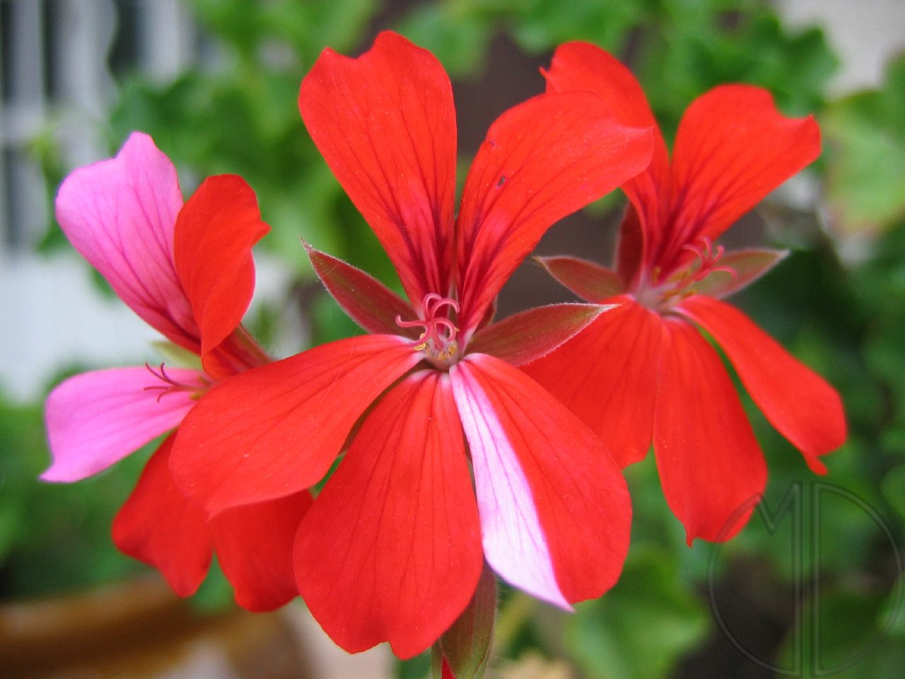 Photo geranium lierre 03