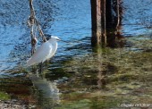 IMG_2978.JPG